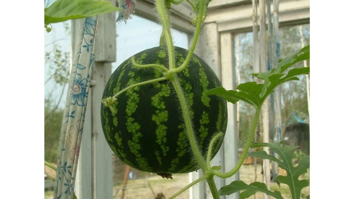 Dlaczego przestałem podlewać arbuzy codziennie. Sekret owocu o wadze 23 kg