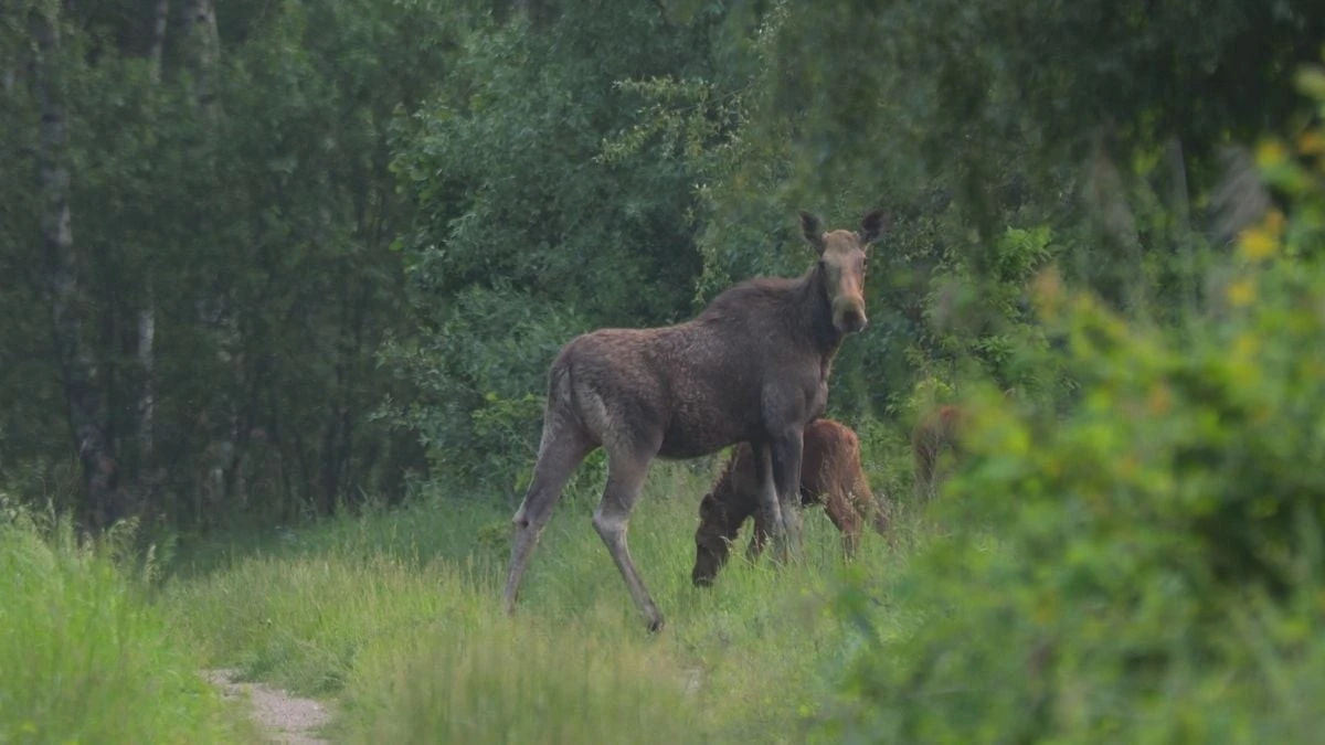 Dlaczego rzadkie gatunki zwierząt wybierają życie w strefie wykluczenia w Czarnobylu