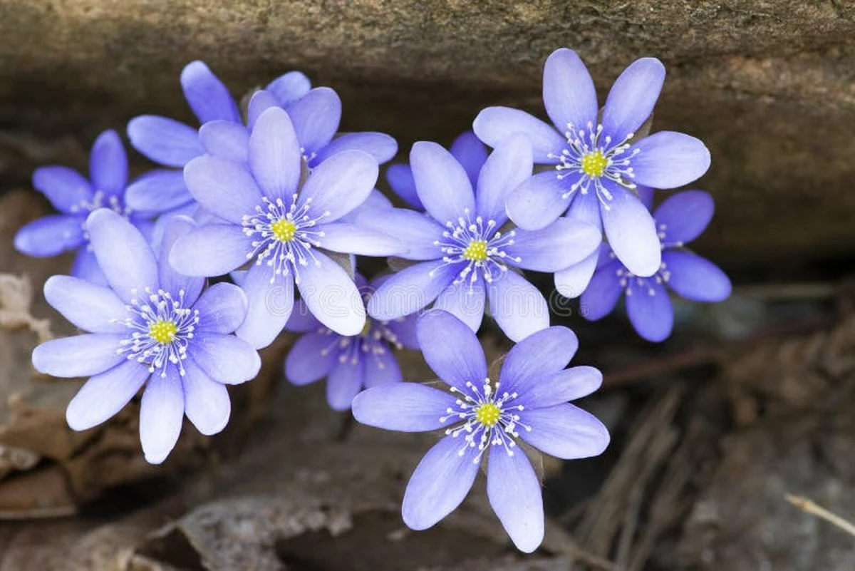 Dlaczego ten mały polny kwiat może wygrać walkę z superbakteriami - image 1