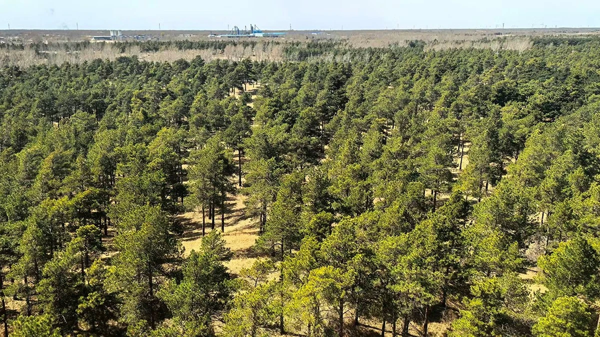 Dlaczego chińscy naukowcy od 50 lat sadzą krzewy na pustyni Taklamakan