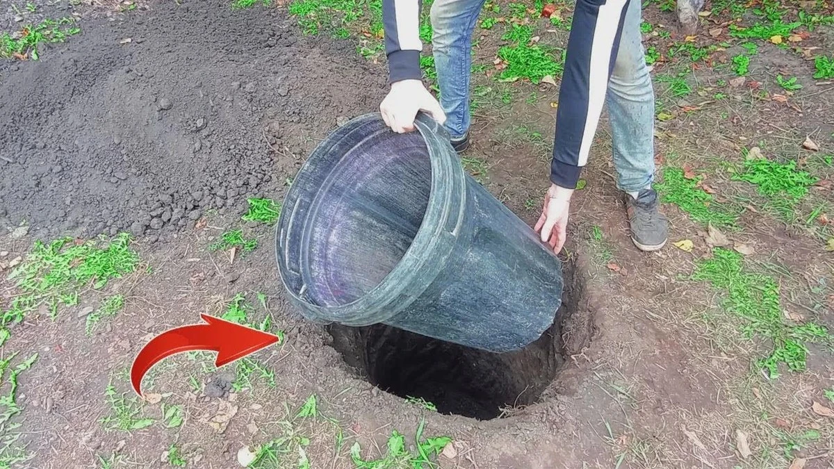 Dlaczego doświadczeni działkowcy zakopują plastikową beczkę w ziemi - image 1