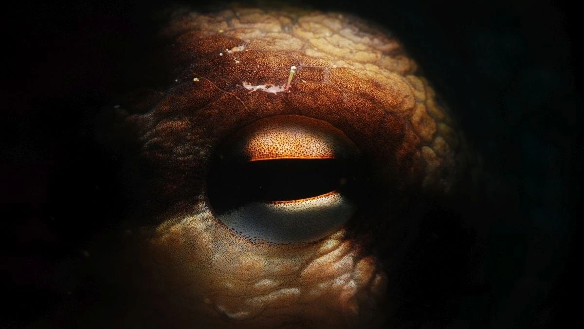 Dlaczego gigantyczne ośmiornice rządziły oceanami na długo przed rekinem megalodonem