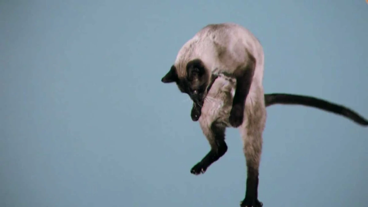 Dlaczego koty zawsze lądują na łapach: naukowcy odkryli ukrytą funkcję ich kręgosłupa - image 1