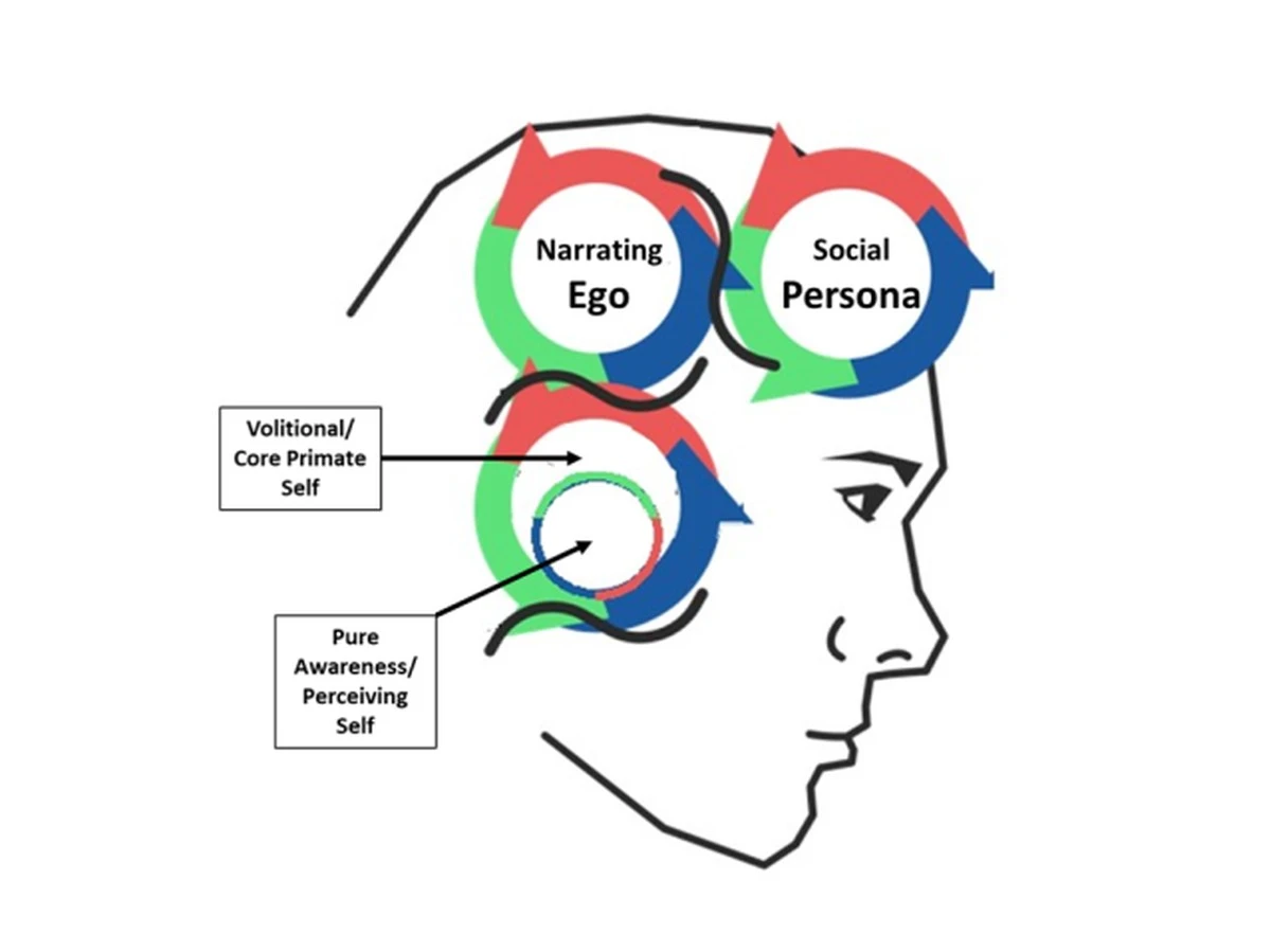 dlaczegomichael-extra-1.webp Dlaczego Michael Pollan uważa, że świadomość to nie tylko chemia w mózgu - image 1