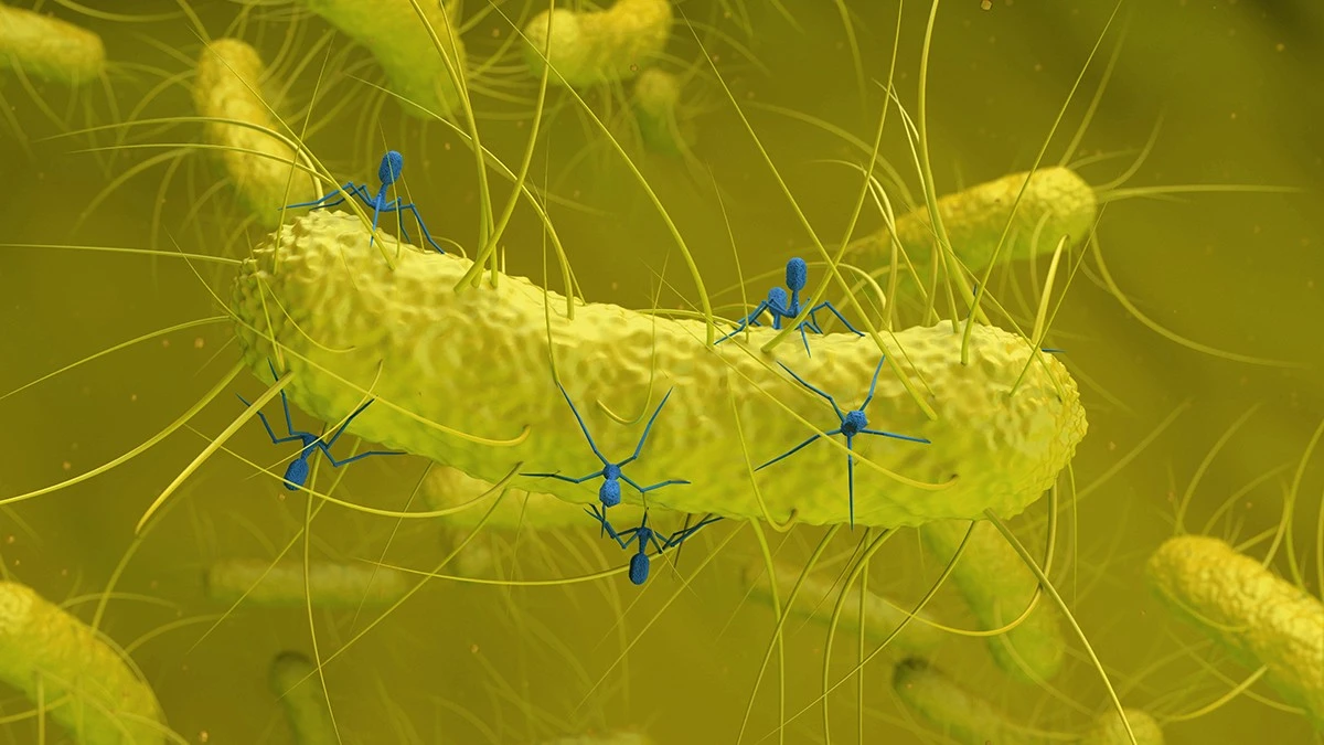 Dlaczego naukowcy badają teraz wirusa ukrytego wewnątrz popularnej bakterii jelitowej