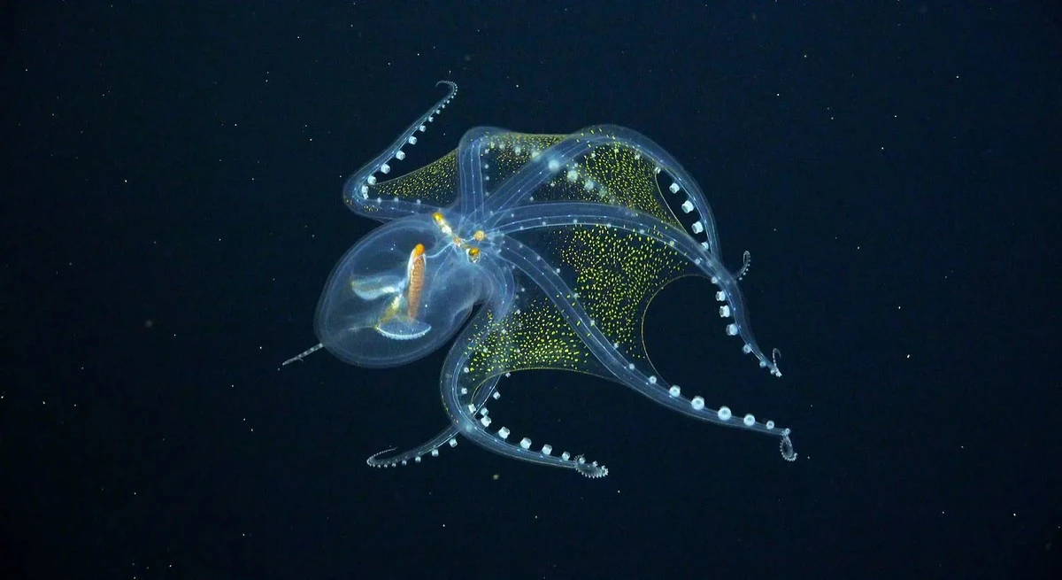 niewielkabekitn-extra-1.webp Niewielka błękitna tajemnica z dna Galapagos - image 1