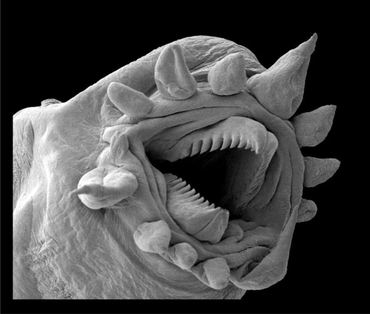 Kamień wielkości ziarnka ryżu, który zmienił nasze spojrzenie na historię oceanów - image 1