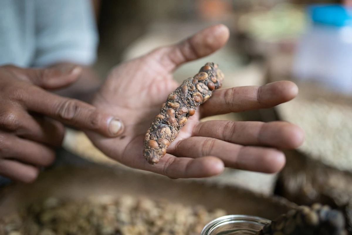 Dlaczego najdroższa kawa świata przechodzi przez przewód pokarmowy zwierzęcia - image 1