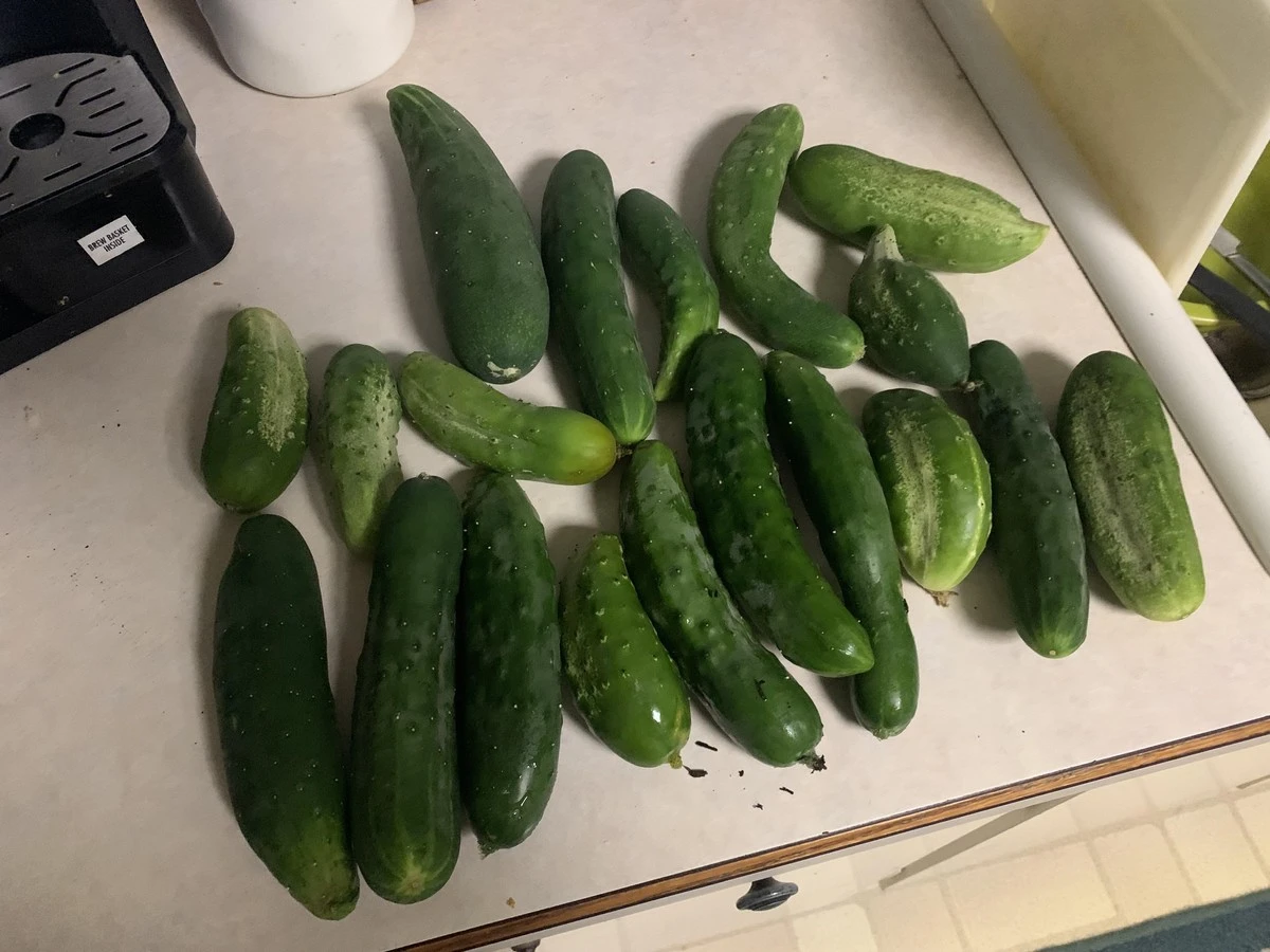 Dlaczego nigdy nie należy kłaść ogórków na dolnej półce lodówki - image 1