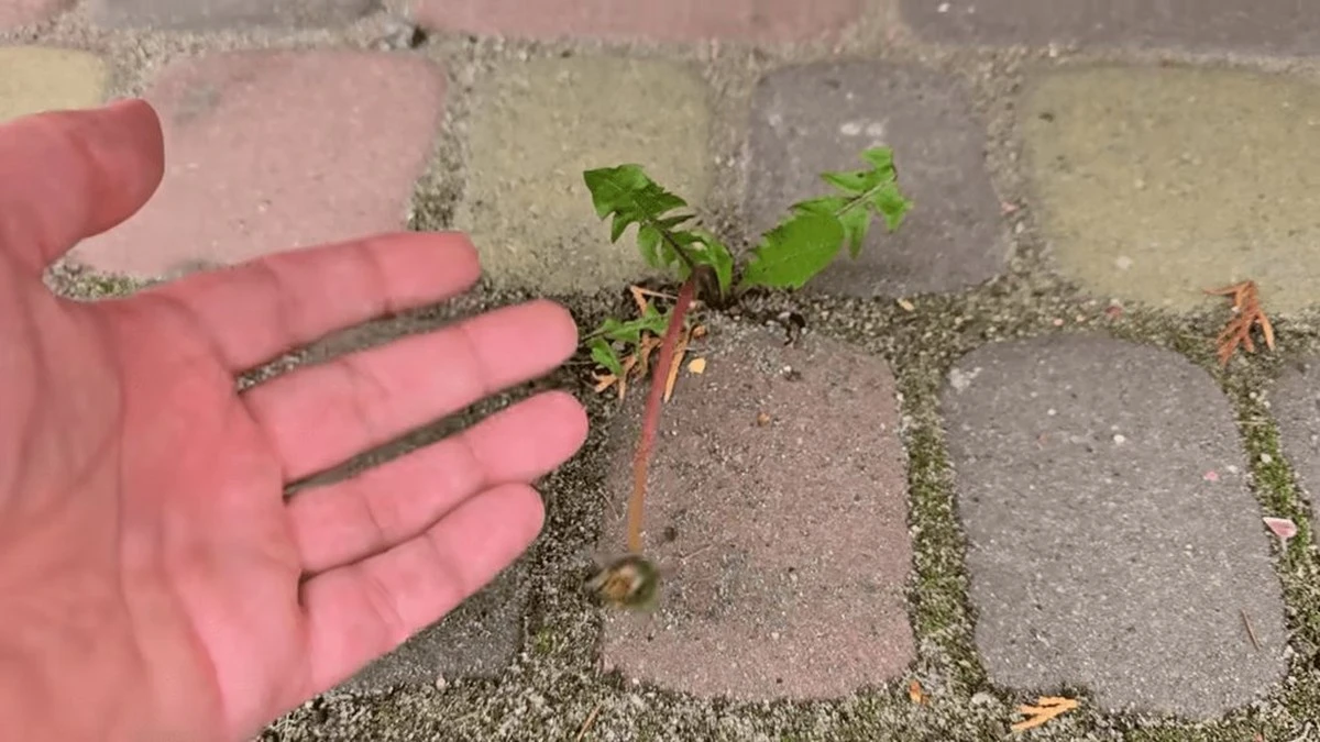 Chwasty między kostką brukową? Wystarczy jeden prosty trik, żeby o nich zapomnieć