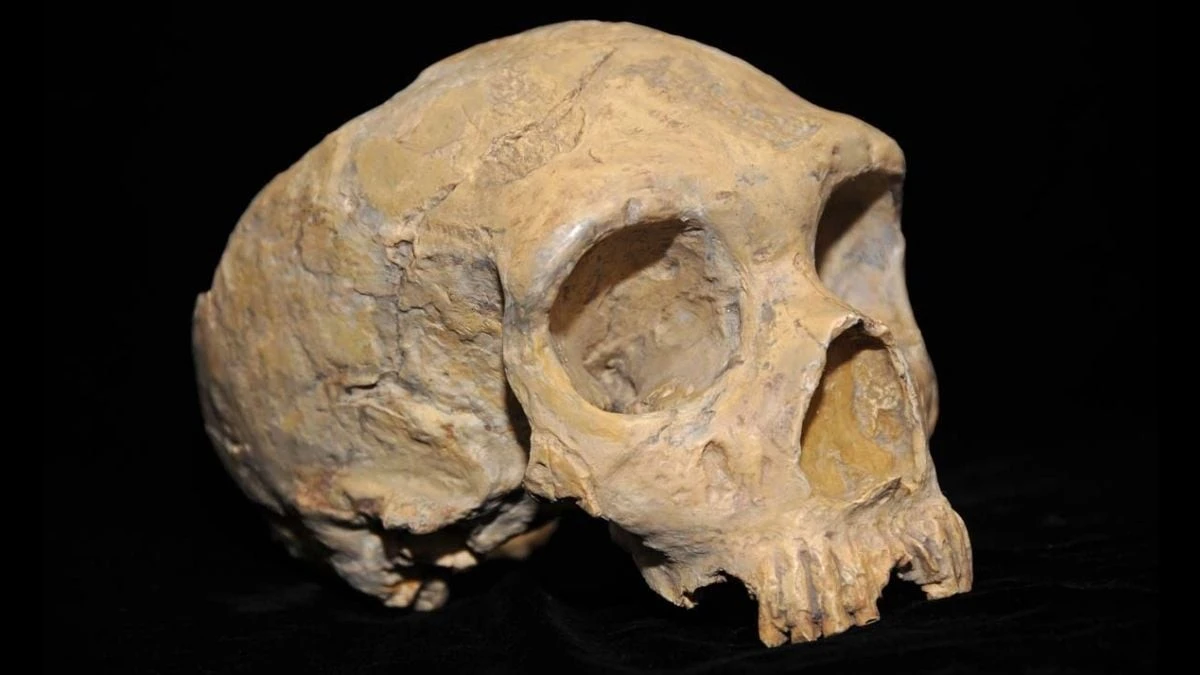 Neandertalczycy wcale nie wyginęli przez słabe geny: nowe badania zmieniają historię