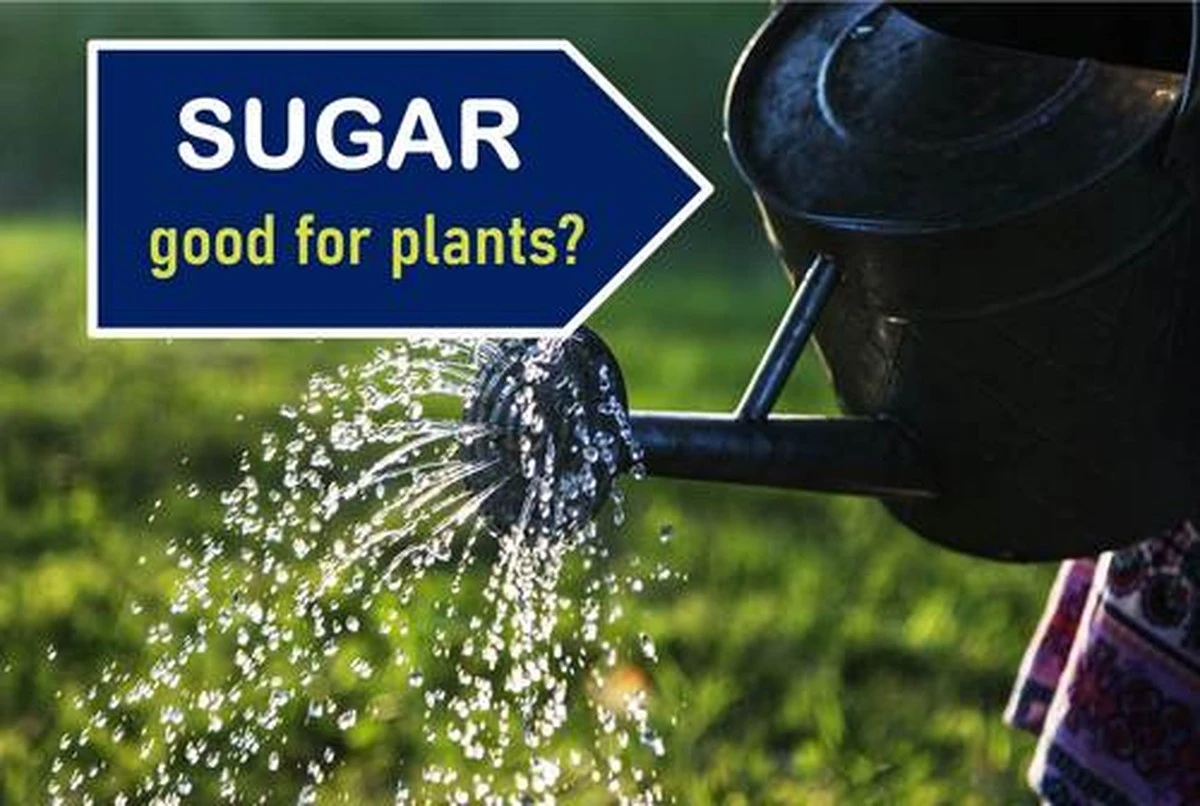 dlaczegodoswiad-extra-1.webp Dlaczego doświadczone gospodynie zawsze dodają łyżeczkę cukru do wody dla kwiatów - image 1