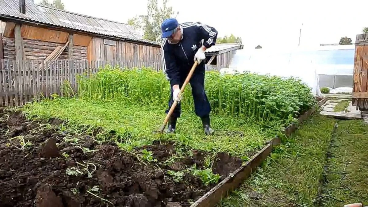 Dlaczego zostawienie pustej grządki po zbiorach niszczy plony