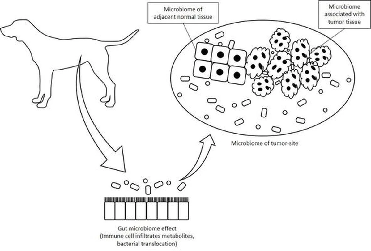 Przełom w onkologii psów: te bakterie w jelitach zdradzają szanse na przeżycie - image 1