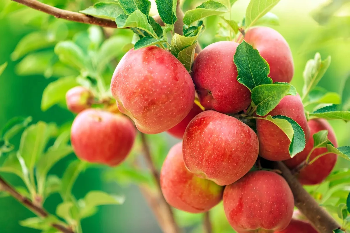 Dlaczego doświadczeni sadownicy dodają kwas bursztynowy do wody podczas podlewania jabłoni