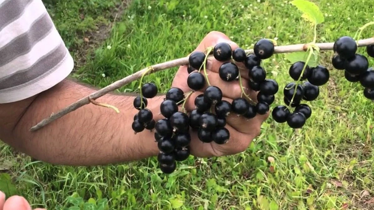 Dlaczego twoja porzeczka nie owocuje? Jeden prosty składnik zmieni krzak nie do poznania