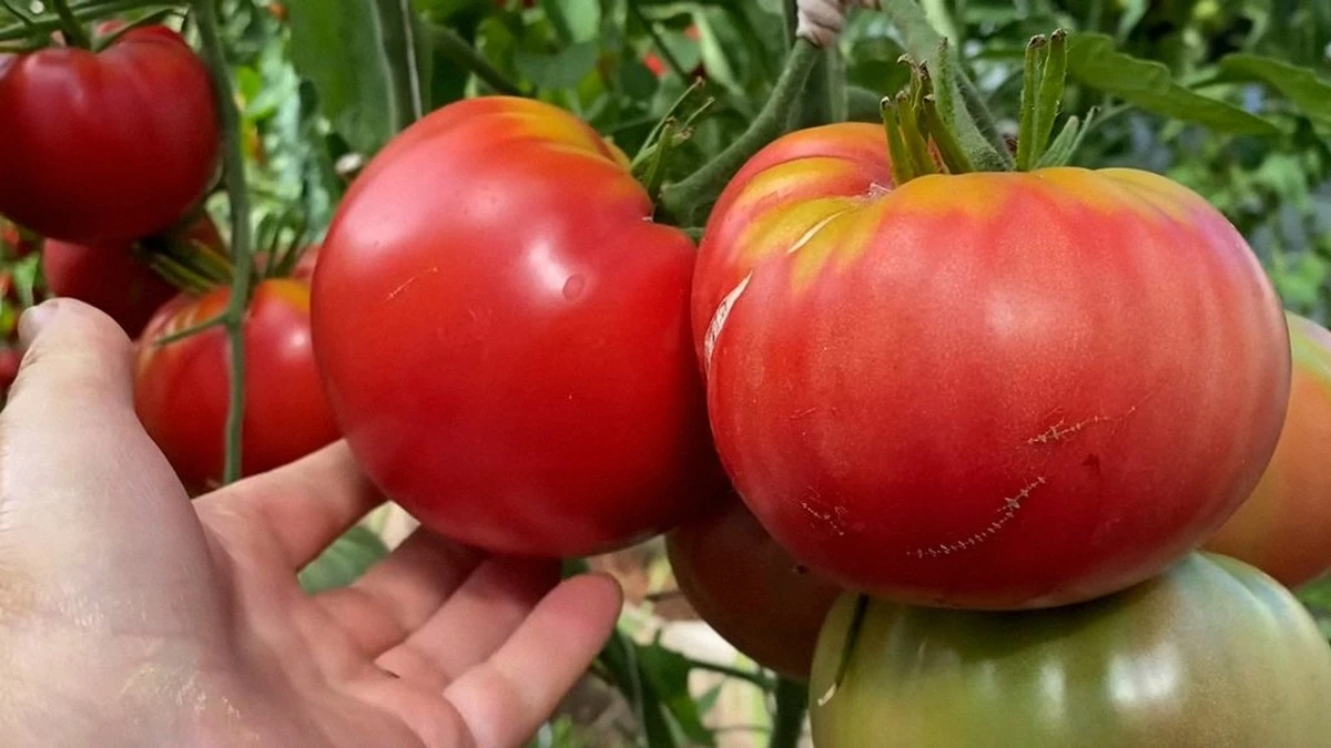 Dlaczego doświadczeni ogrodnicy dodają łyżkę cukru do opryskiwacza