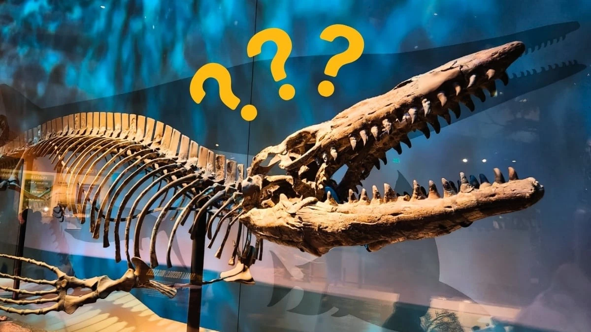 Przez 50 lat leżał w muzealnej piwnicy: odkryto nowego króla oceanów