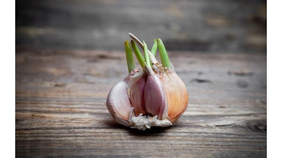 Dlaczego warto zostawić zielony pęd w czosnku przed gotowaniem