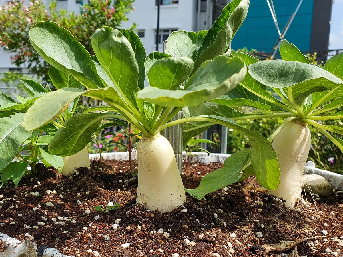 Dlaczego twoje rzodkiewki nie rosną: powód, który pomija większość ogrodników - image 1