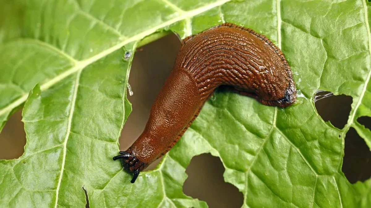 dlaczegodoswiad-extra-1.webp Dlaczego doświadczeni ogrodnicy smarują stare kłody kefirem przed pójściem spać - image 1