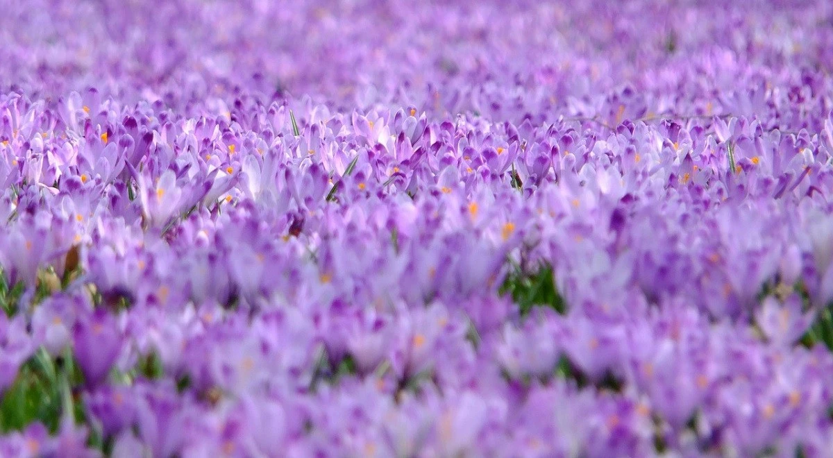 Dlaczego leśnicy ostrzegają przed zbieraniem sasanek do wazonu - image 1