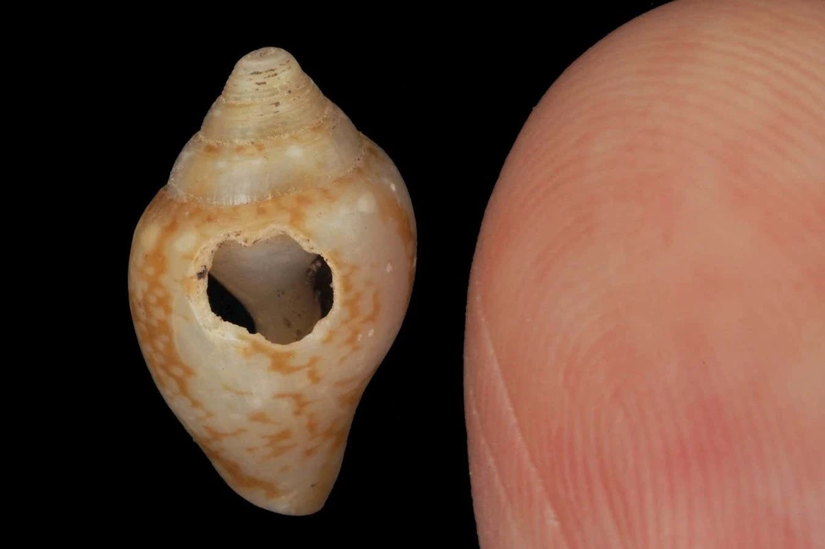Dlaczego neandertalczycy i Homo sapiens wybierali te same muszelki w tureckiej jaskini