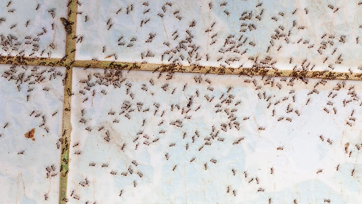 Dlaczego doświadczeni domownicy kładą skórkę z cytryny przy drzwiach wejściowych - image 1