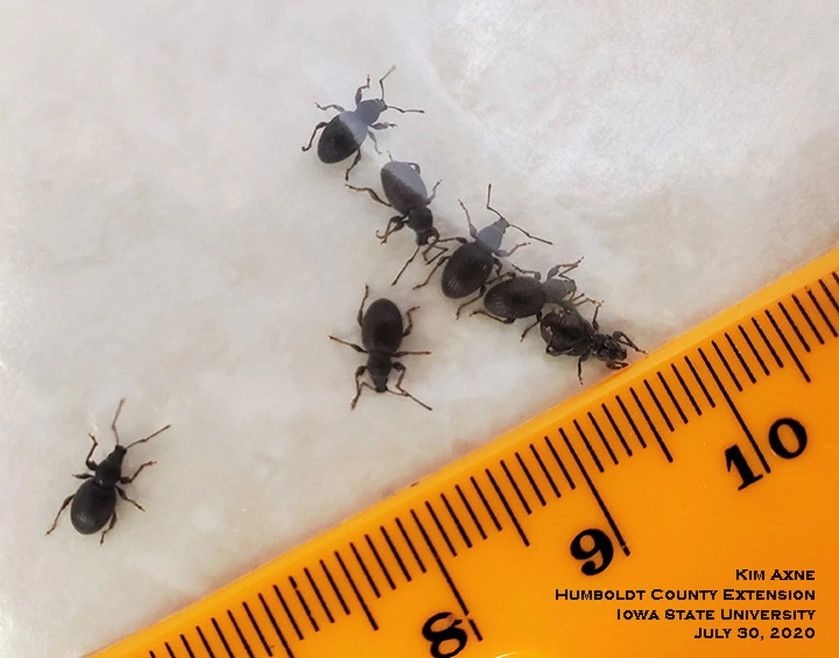 Dlaczego twoje truskawki więdną: ukryty szkodnik w ogrodzie - image 1