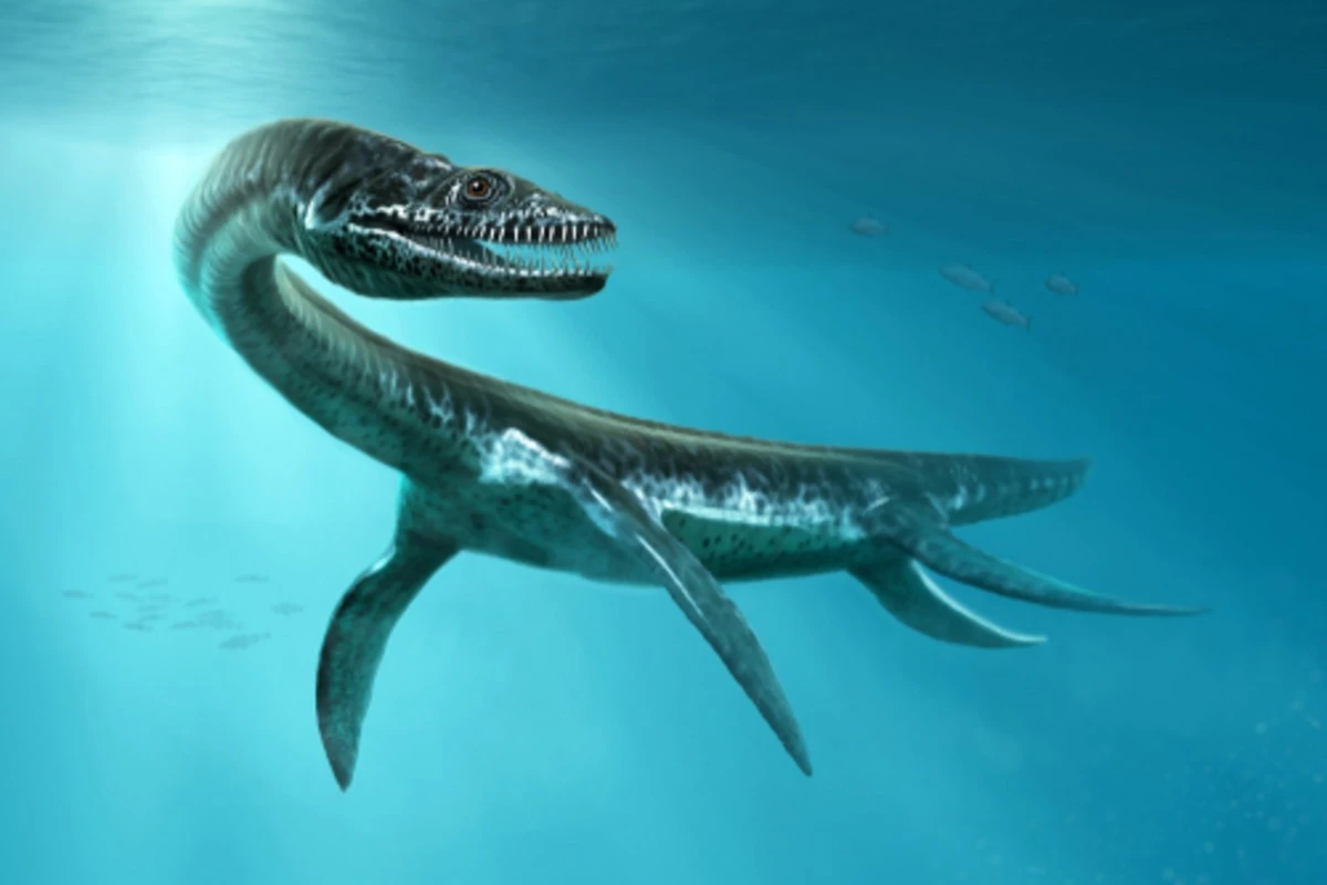Przez 50 lat leżał w muzealnej piwnicy: odkryto nowego króla oceanów - image 1