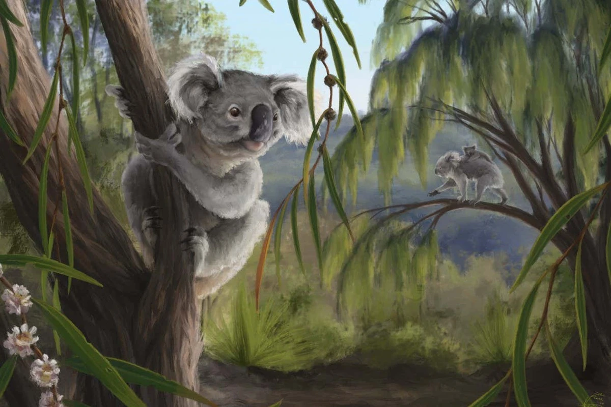 Dlaczego dzisiejsze koale to tylko ułamek dawnej historii Australii