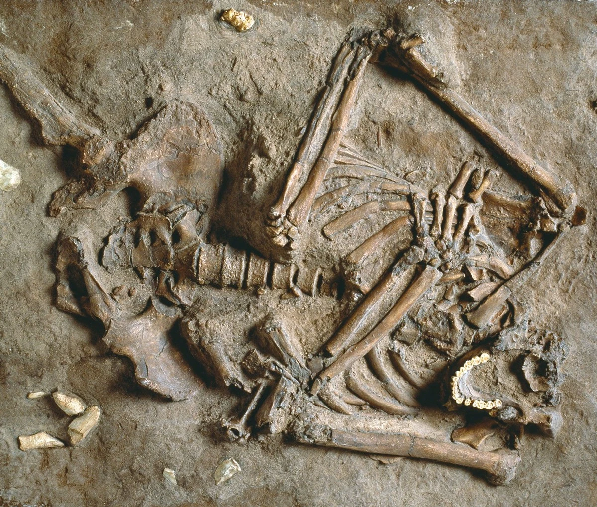 Dlaczego neandertalczycy i Homo sapiens wybierali te same muszelki w tureckiej jaskini - image 1