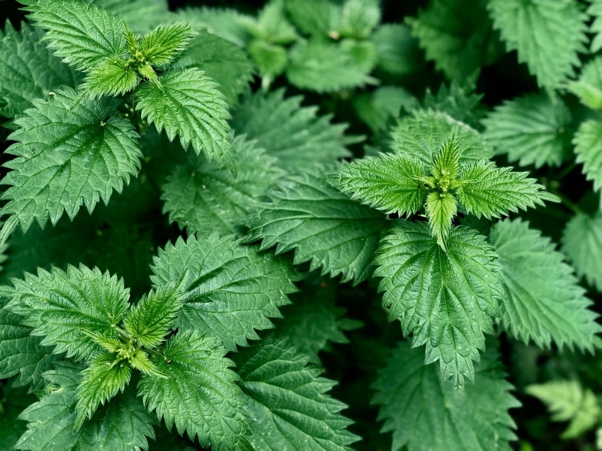 Dlaczego przez 30 lat traktowałem pokrzywę jak chwast, zamiast ją jeść - image 1