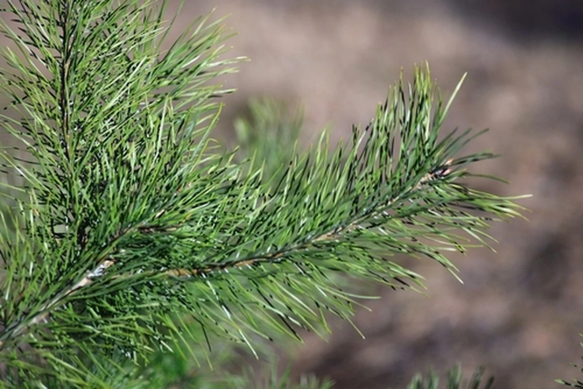 Dlaczego doświadczeni zielarze co maj zbierają młode pędy sosny