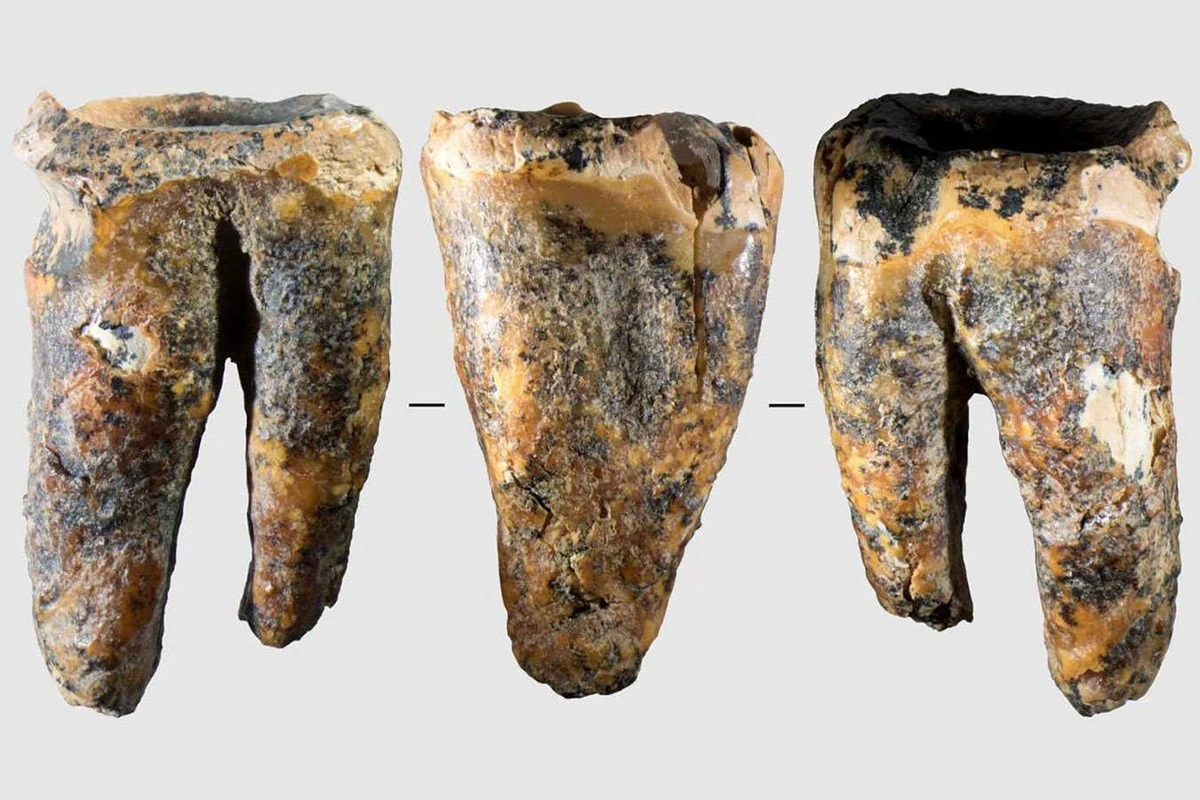 Jak neandertalczycy leczyli zęby 60 tysięcy lat temu: odkrycie, które zmienia historię