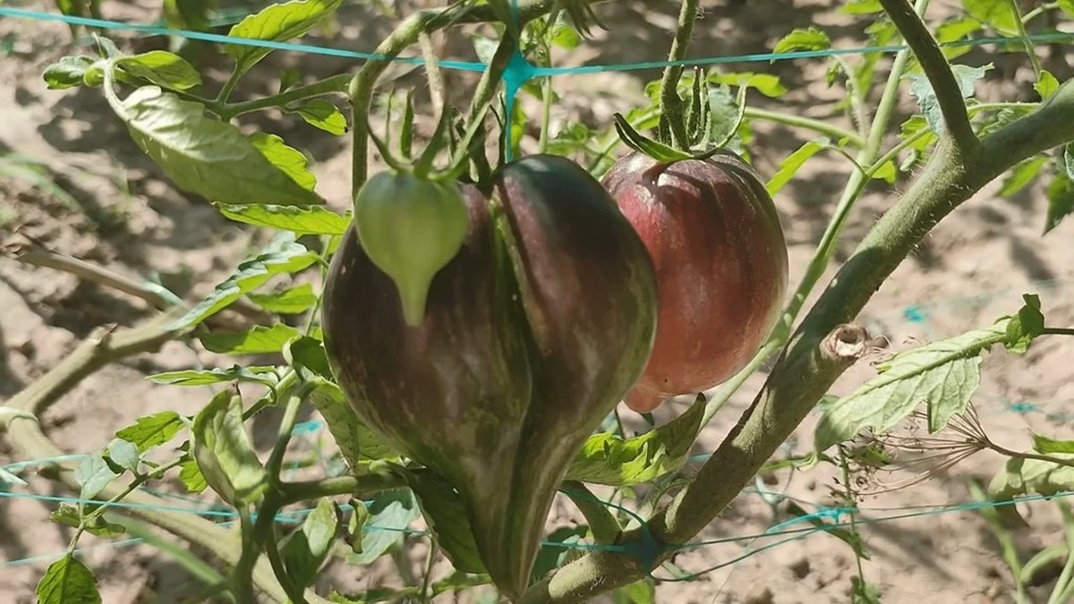 Siedem odmian pomidorów, które planuję uprawiać co roku — koniec z loterią w ogrodzie