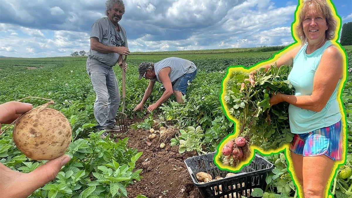 Dlaczego doświadczeni rolnicy zawsze sadzą fasolę między rzędami ziemniaków - image 1