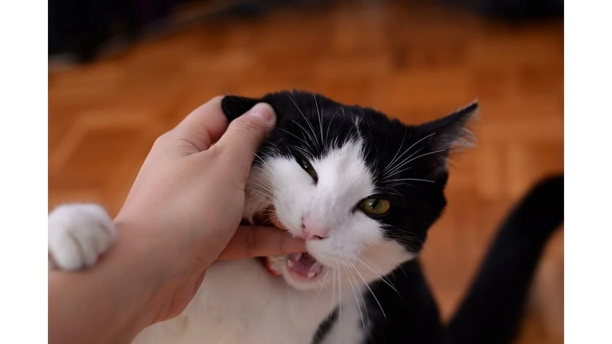 Kot wyczuwa chorobę: dlaczego nie powinieneś ignorować tego sygnału