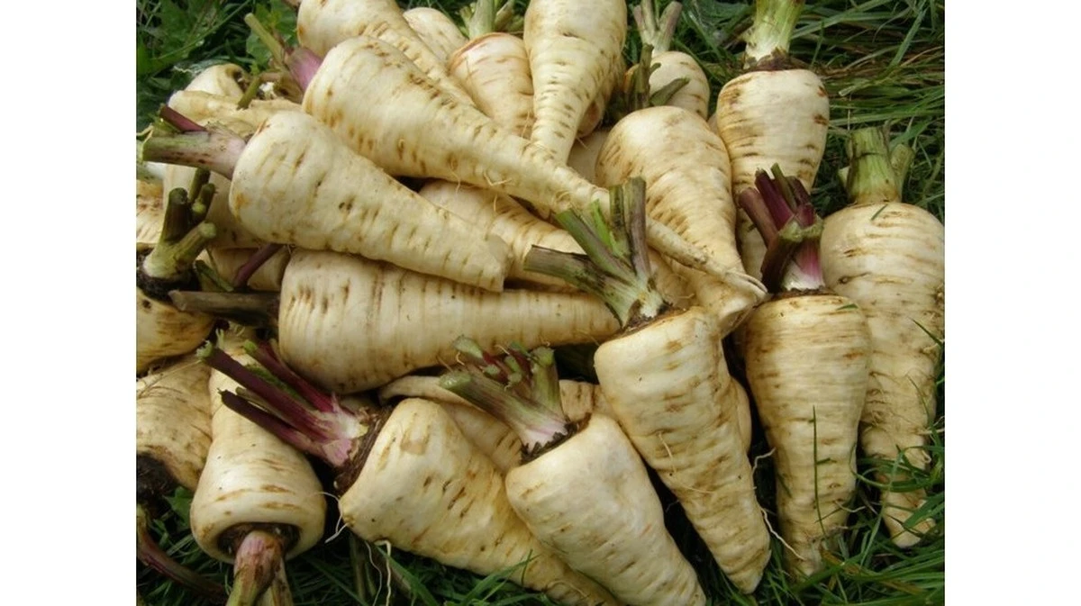 Uprawa pasternaku: dlaczego warto zamienić ziemniaki na ten warzywny klasyk