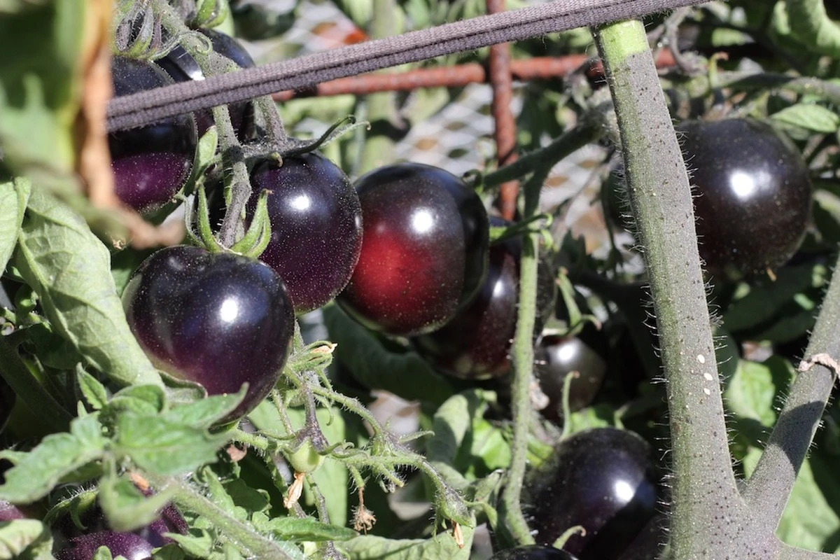 Dlaczego doświadczeni ogrodnicy wybierają fioletowe pomidory zamiast czerwonych - image 1