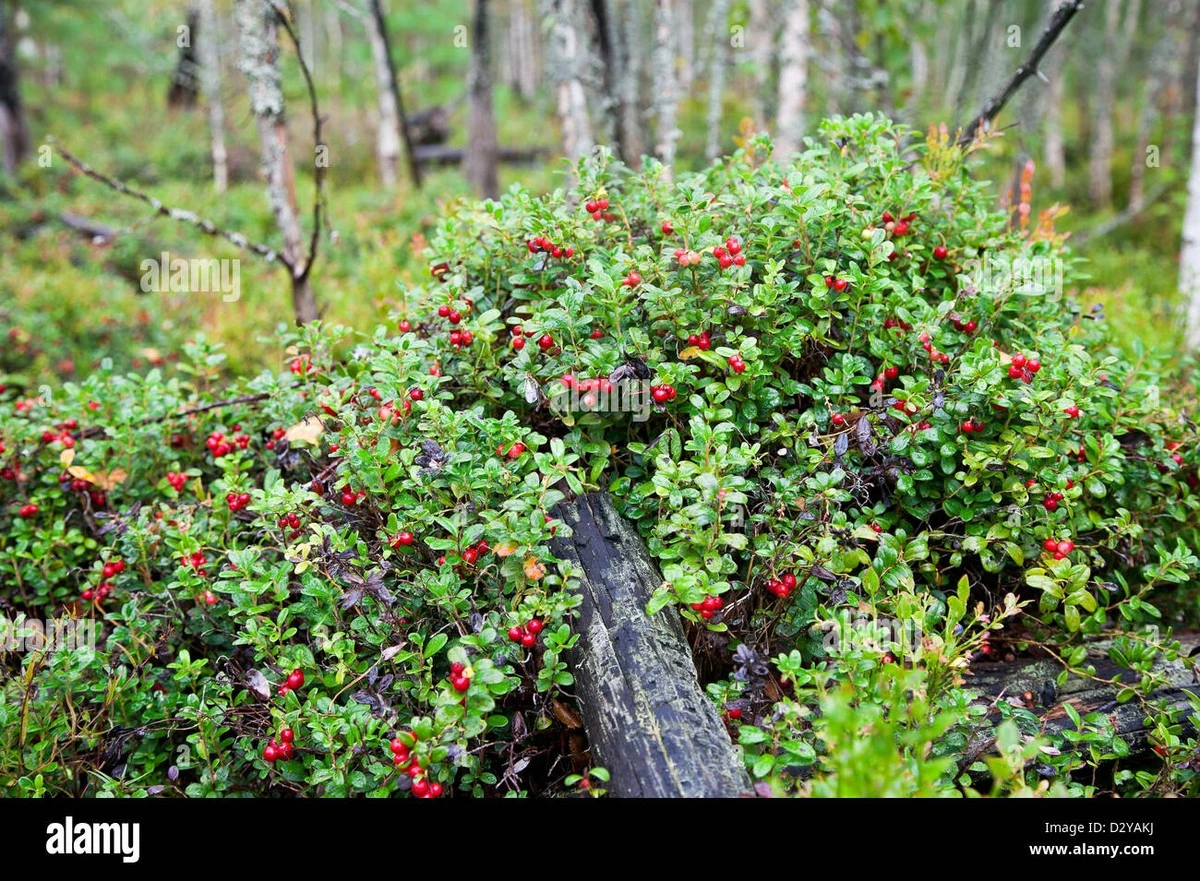 Dlaczego astronauci włączają tą polską jagodę do swojej diety - image 1