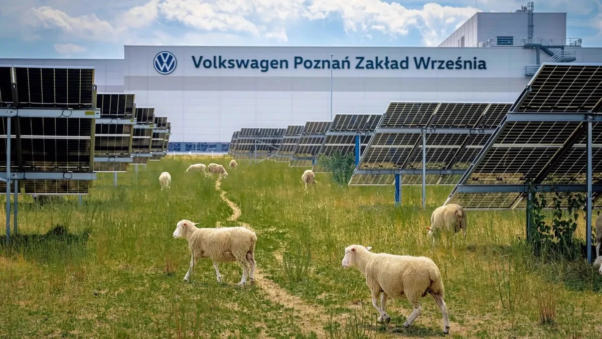 Zamiast kosiarek – stado owiec: nietypowy eksperyment Volkswagena w polskiej fabryce