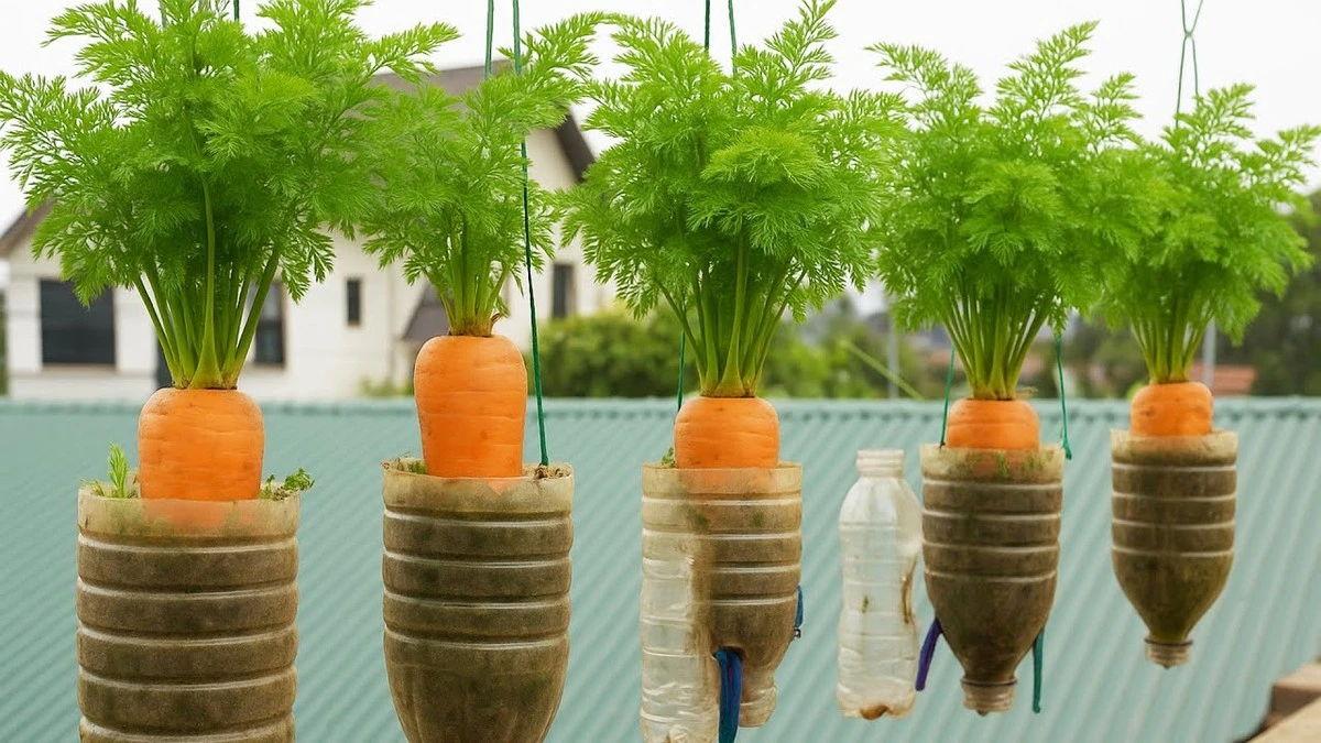 Dlaczego sadzenie marchewki z użyciem zamrażarki to najlepszy sposób na obfite zbiory - image 1