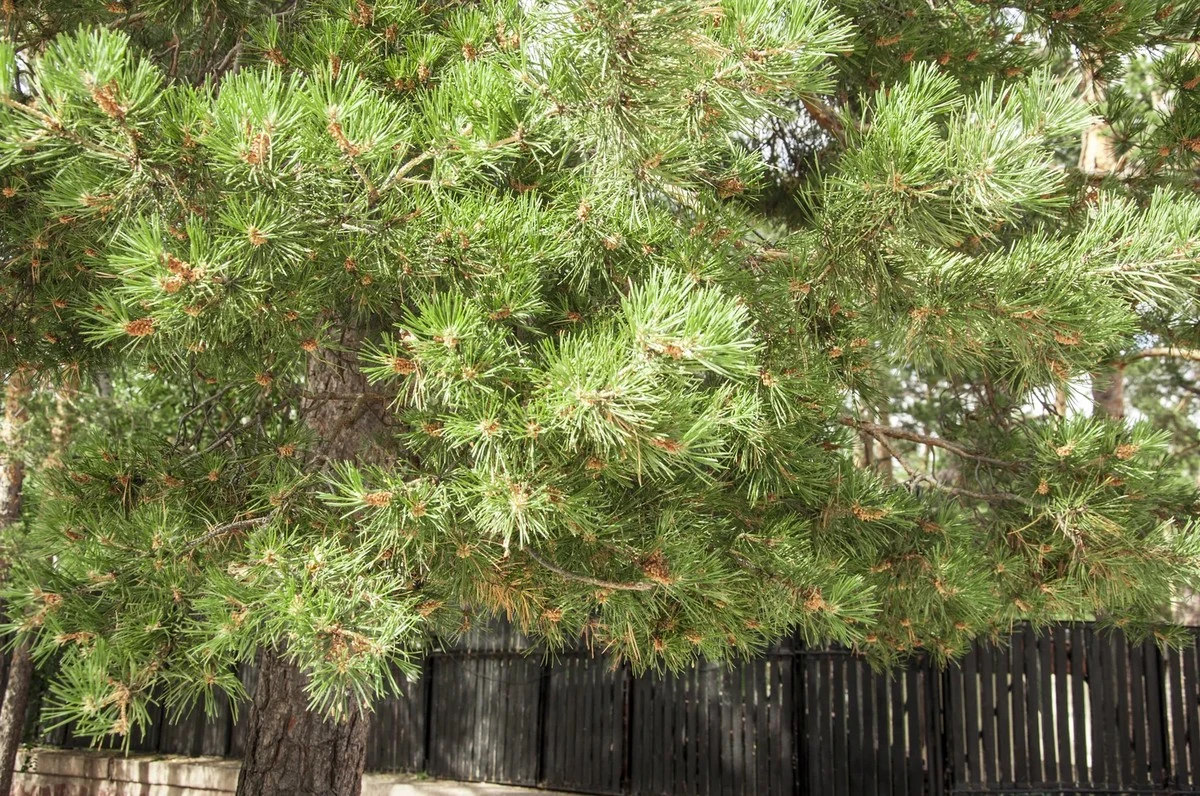 Gałęzie sąsiada nad twoją działką: czy wolno je przyciąć bez pozwolenia