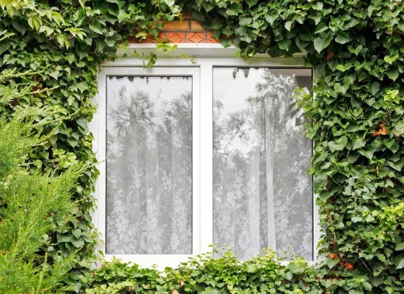 Jak skutecznie usunąć bluszcz z elewacji - 5 sprawdzonych metod