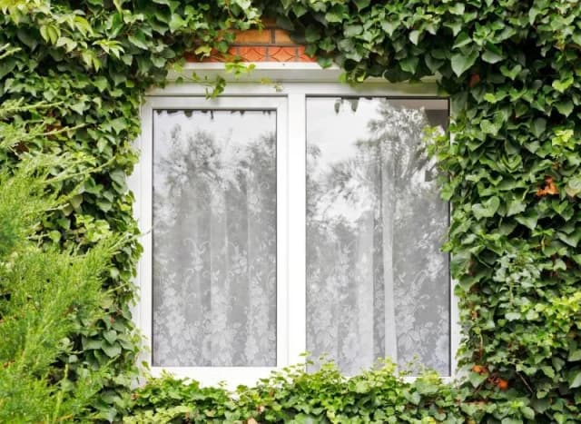 Jak skutecznie usunąć bluszcz z elewacji - 5 sprawdzonych metod