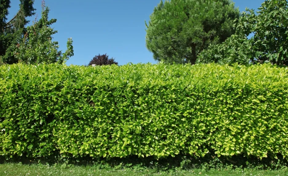 Co posadzić wzdłuż ogrodzenia? 10 najlepszych roślin na żywopłot