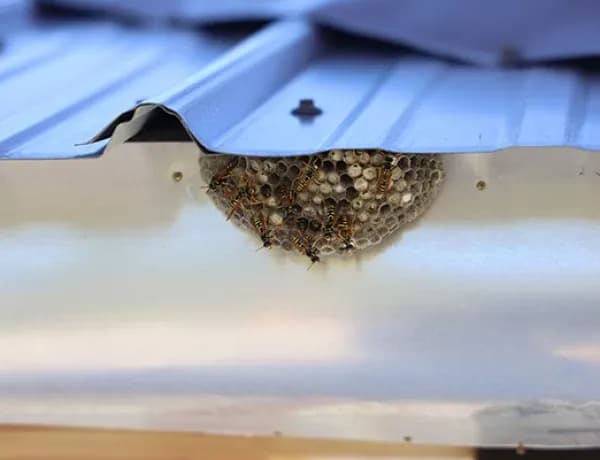 Jak pozbyć się os z elewacji: 5 skutecznych i bezpiecznych metod