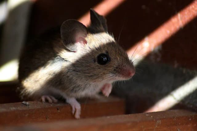 Jak pozbyć się myszy z elewacji: 9 skutecznych metod ochrony