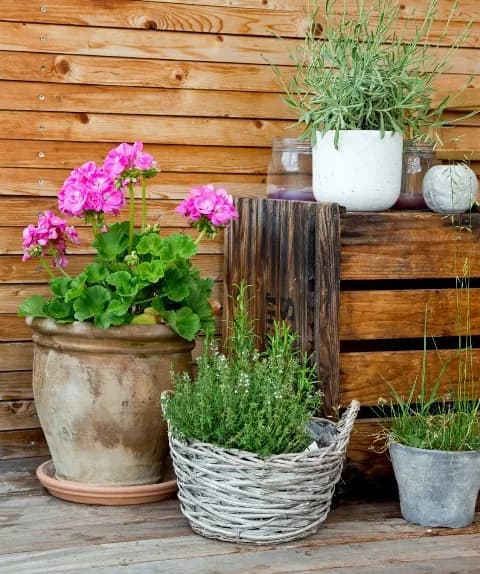 Najlepsze zioła na taras: 10 łatwych w uprawie roślin aromatycznych